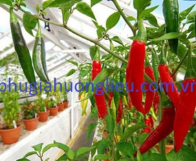 HƯƠNG LIỆU THỰC PHẨM – HƯƠNG ỚT